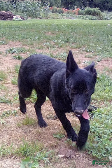 German Shepherd dogs Shirley - Ad 2