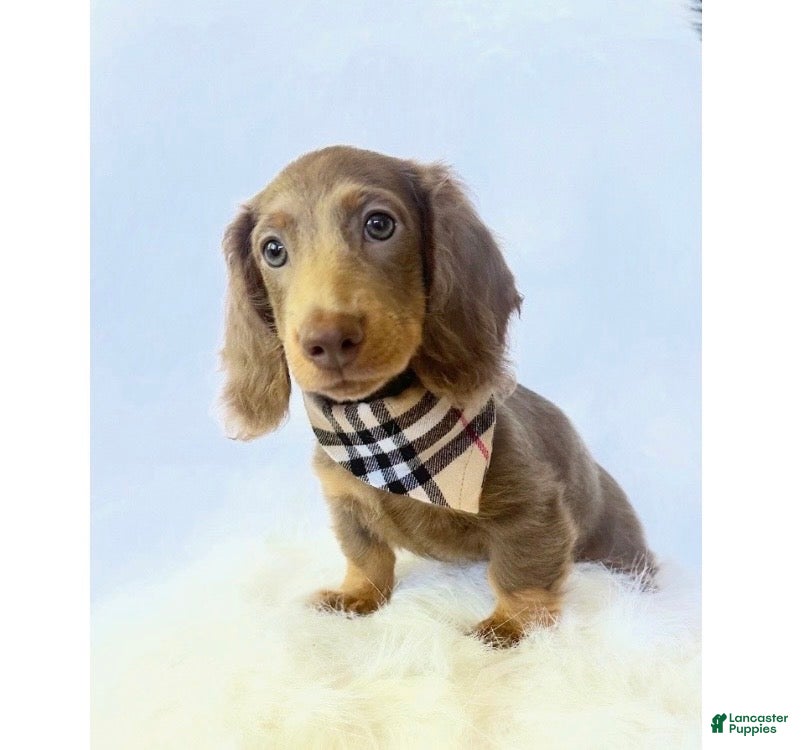 Miniature Dachshund dogs Scottie - Ad 20
