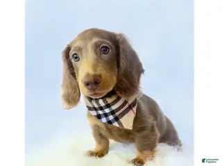 Miniature Dachshund dogs Scottie - Ad 20