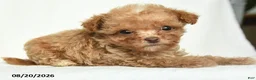 Toy Poodle dogs for sale: Jimmy - Ad 4