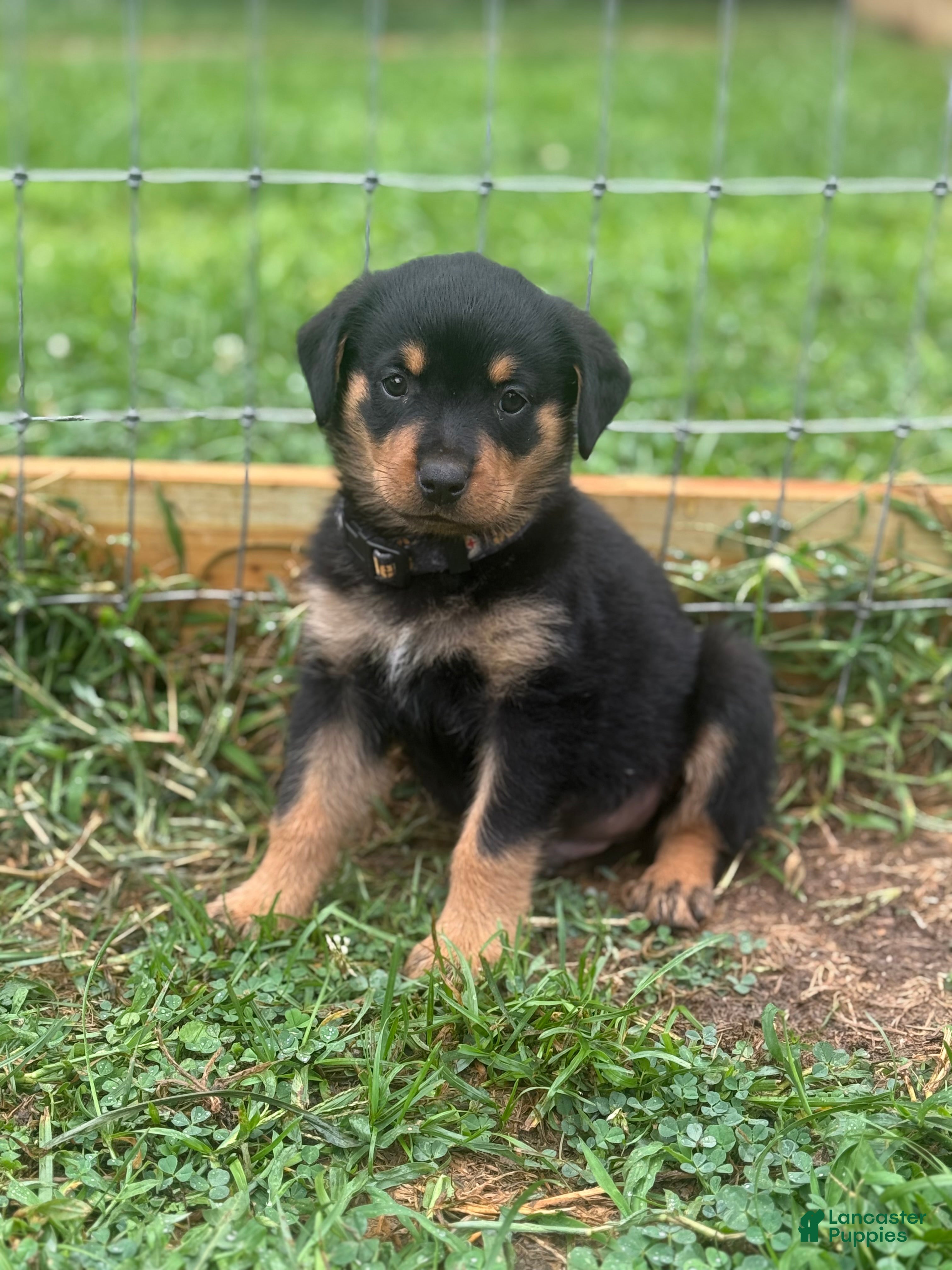 German Rottweiler Jane - Lonecreek Rottweilers, image size:3024x4032