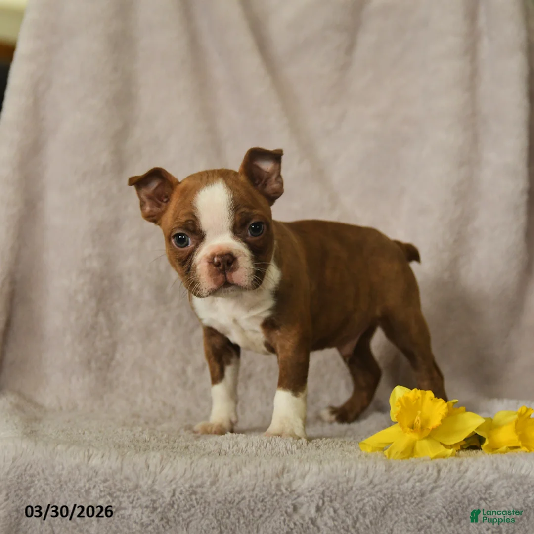 Boston Terrier dogs for sale: Darvin - Ad 2