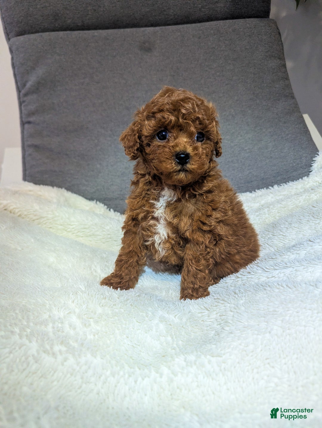 Toy Poodle dogs for sale: Gabe - Ad 7