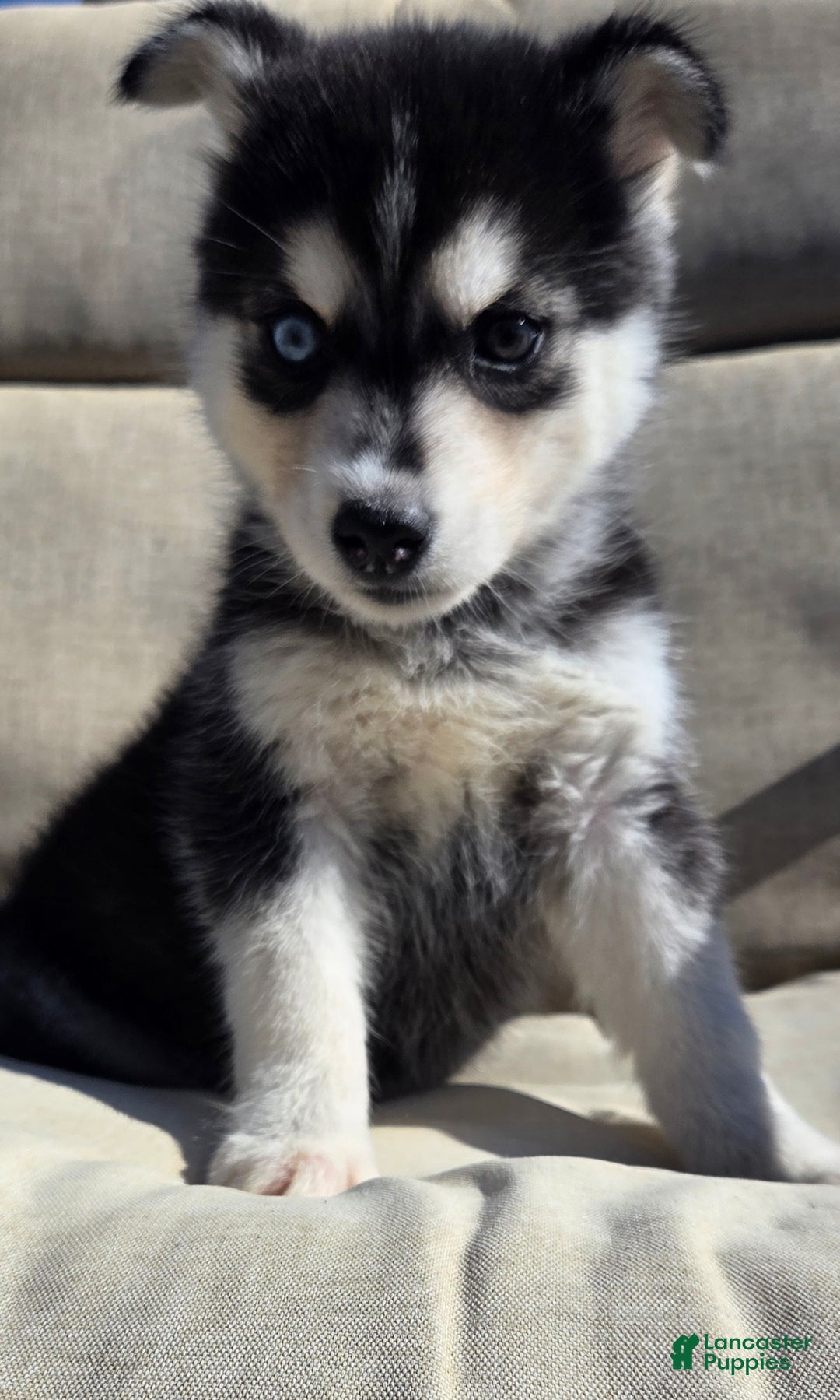 Siberian Husky Puppies for sale in Yonkers, New York Lancaster