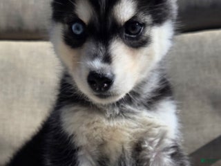 Siberian Husky dogs - Ad 17