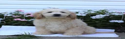 Mini Goldendoodle dogs for sale: Jared - Ad 1