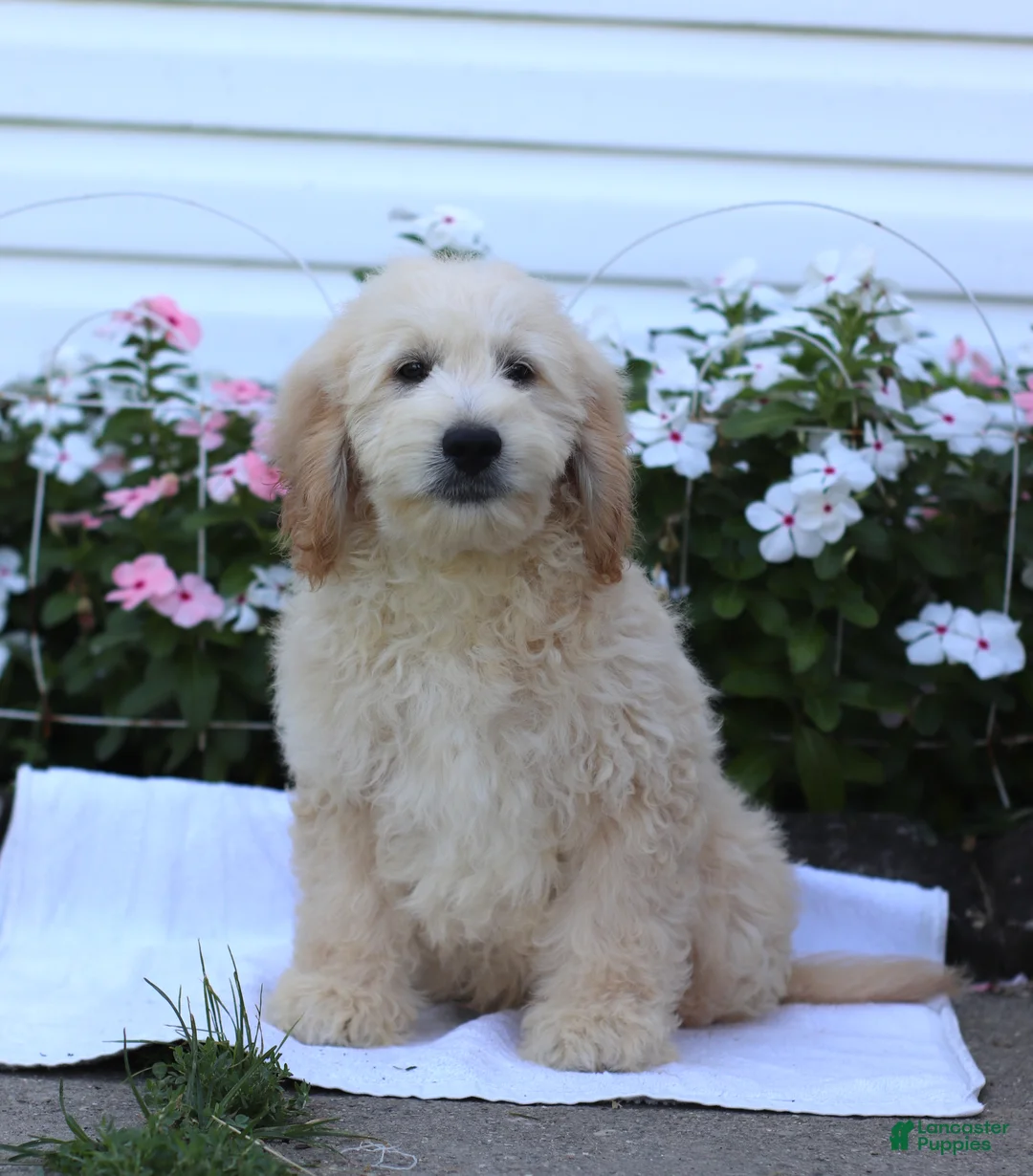 Mini Goldendoodle dogs for sale: Jared - Ad 1