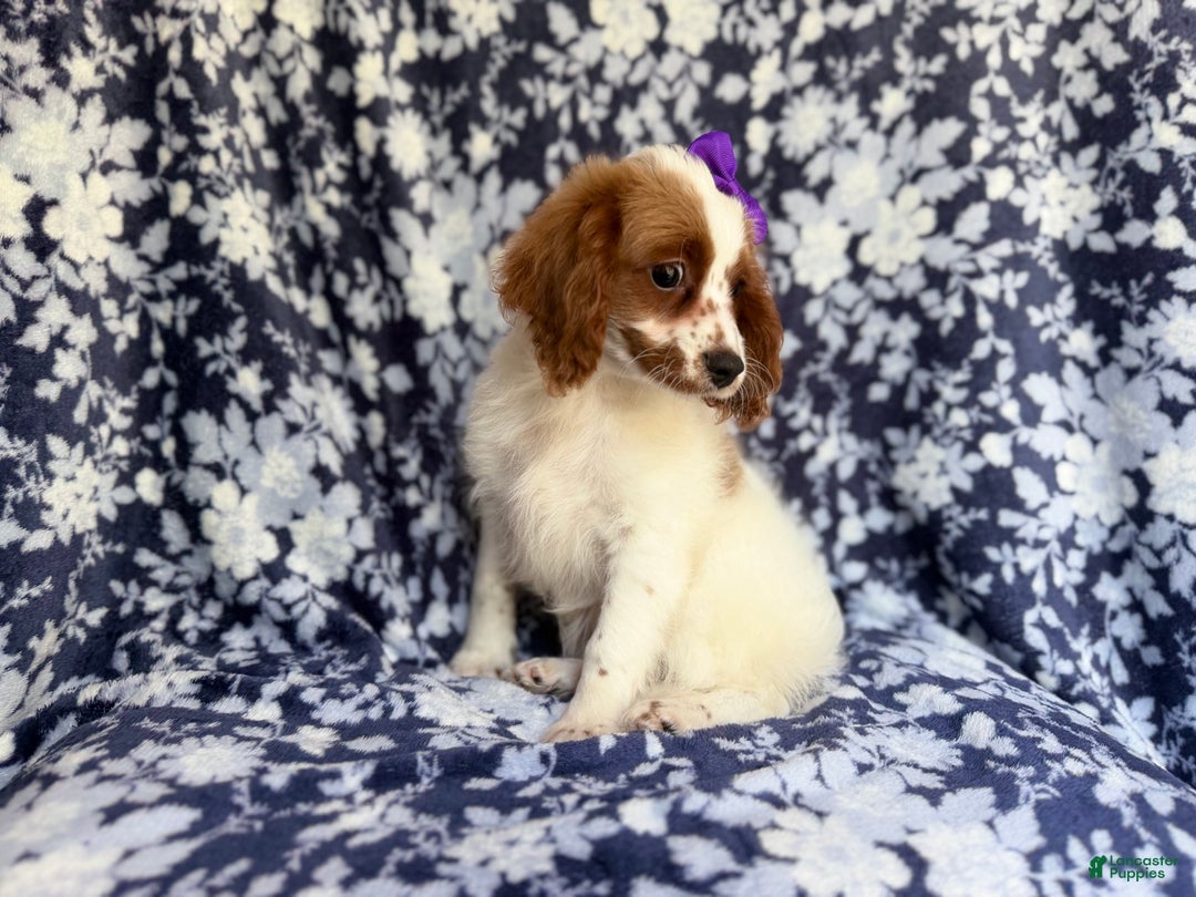 Cavapoo dogs for sale: Maple - Ad 2