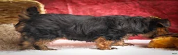 Yorkshire Terrier dogs for sale: DIESEL - Ad 18