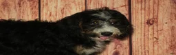 Bernedoodle dogs for sale: Rhonda - Ad 3