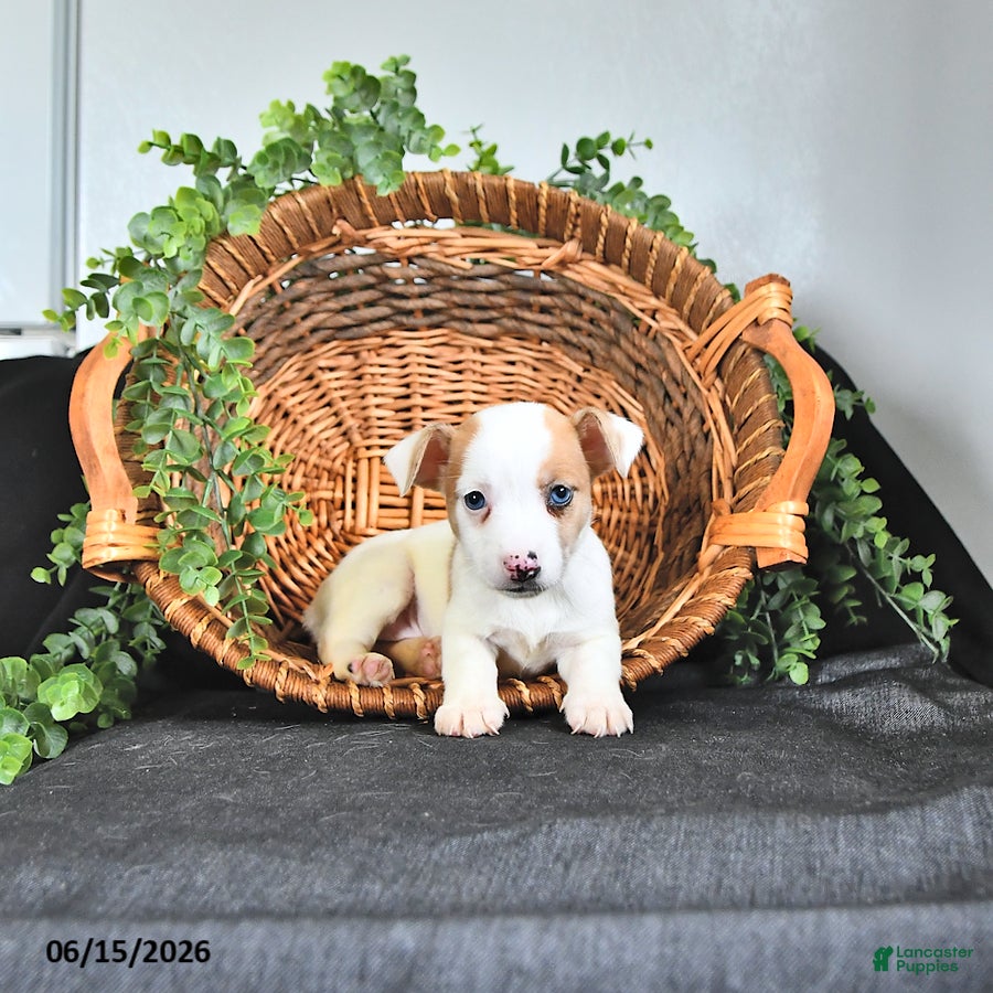 Jack Russell Terrier dogs Tilly - Ad 2