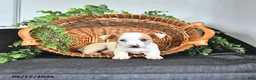 Jack Russell Terrier dogs for sale: Tilly - Ad 2