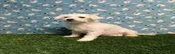Bichon Frise dogs for sale: AKC-Ricky - Ad 8