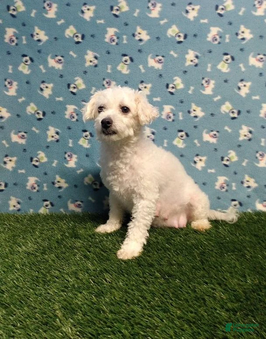Bichon Frise dogs for sale: AKC-Ricky - Ad 8