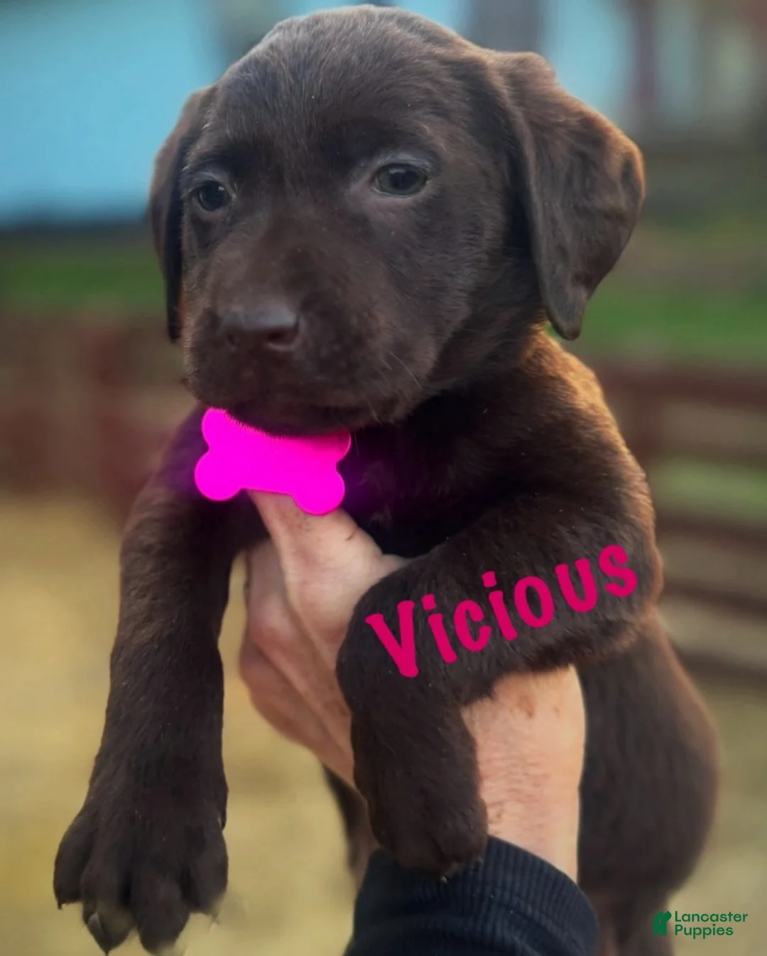 Labrador Retriever dogs for sale: Labrador Retriever Puppy 1 - Ad 16