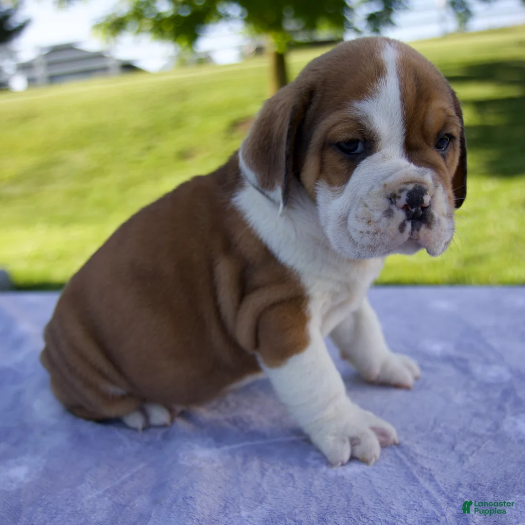 Beabull dogs for sale: Ana - Ad 2