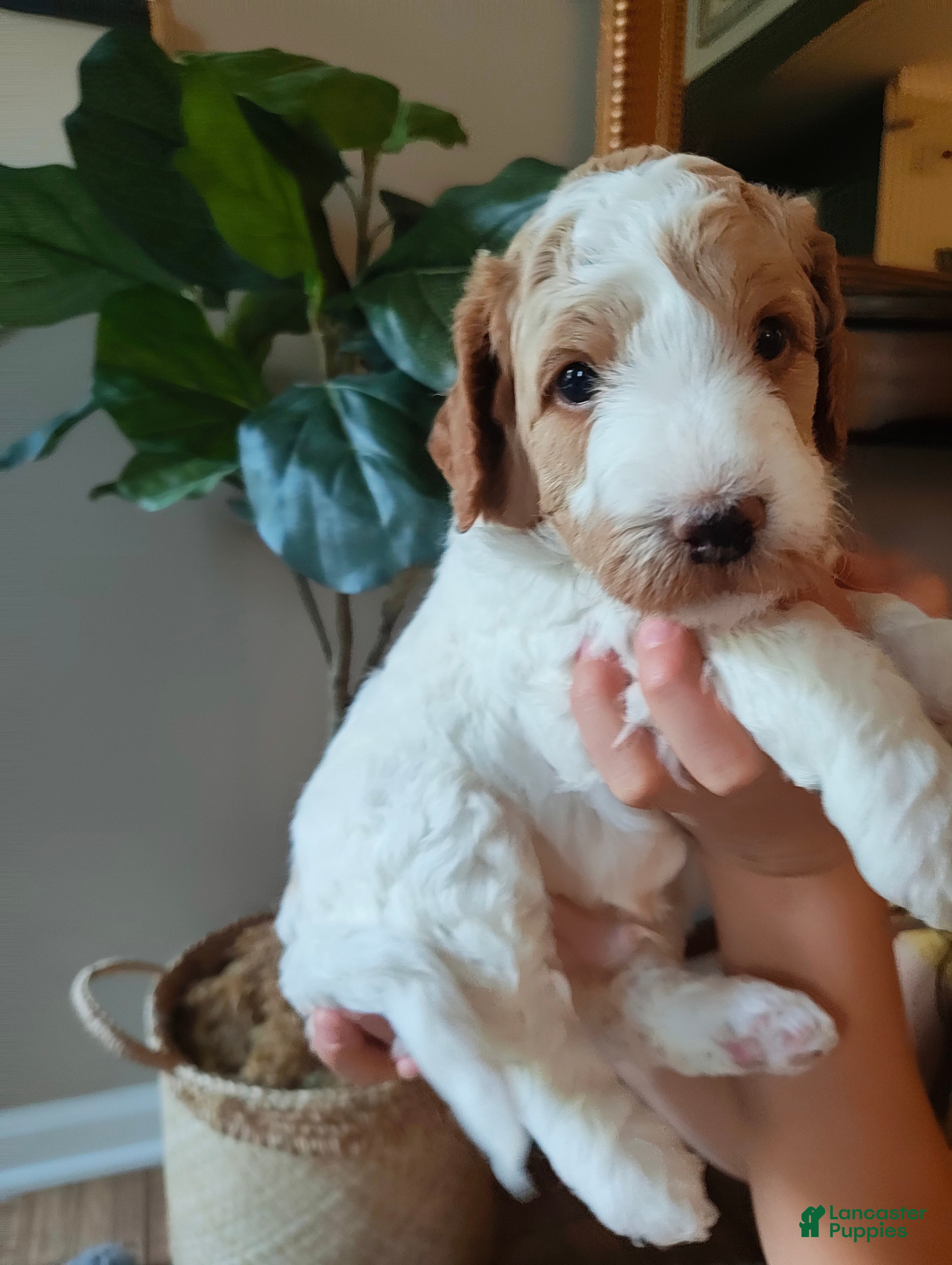 Mixed Breed dogs Oliver - Ad 1