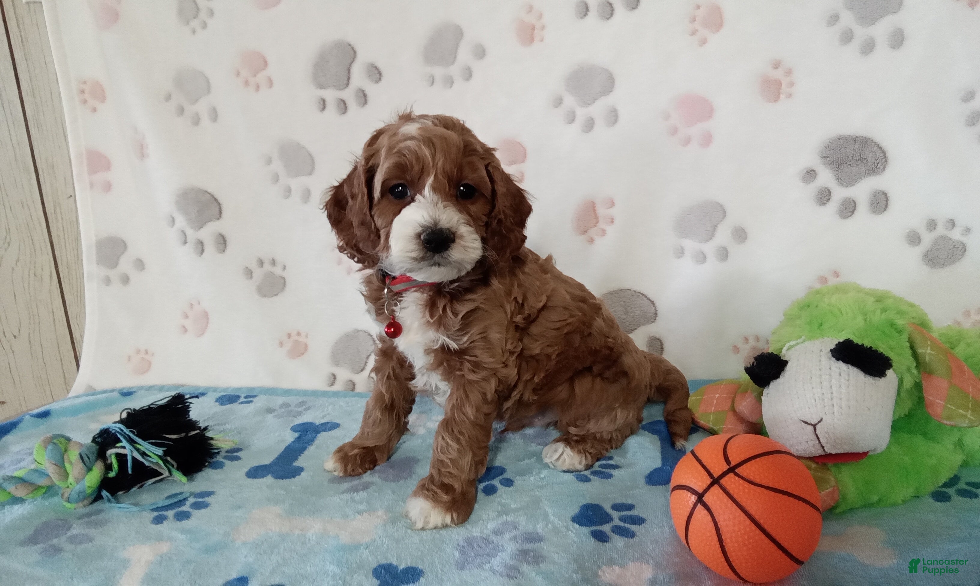 Cockapoo dogs Scooter  - Ad 1