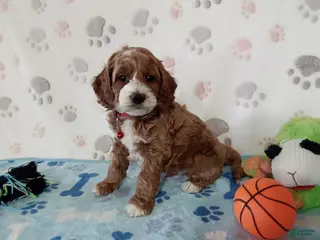 Cockapoo dogs for sale: Scooter - Ad 2