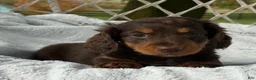 Miniature Dachshund dogs for sale: Bryce - Ad 3
