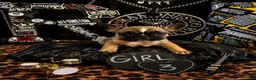 French Bulldog dogs for sale: French Bulldog 3 sassy  - Ad 4