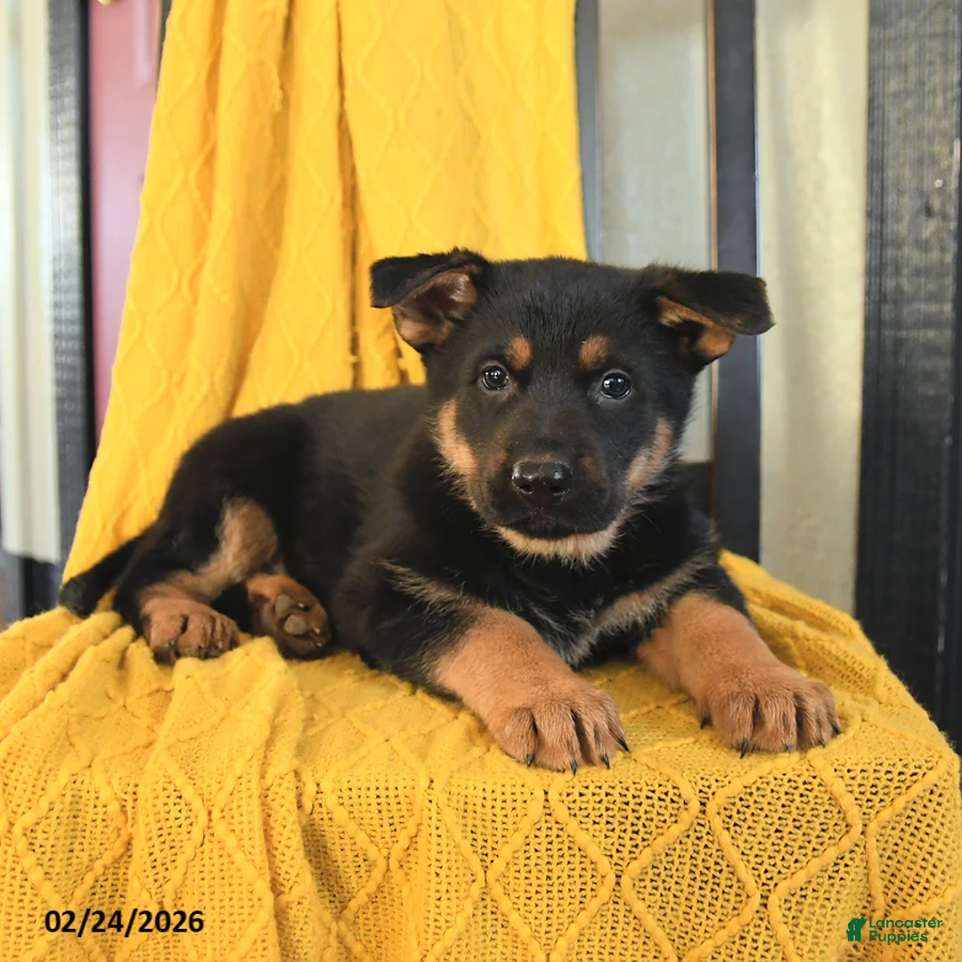 German Shepherd dogs for sale: Gypsy - Ad 3