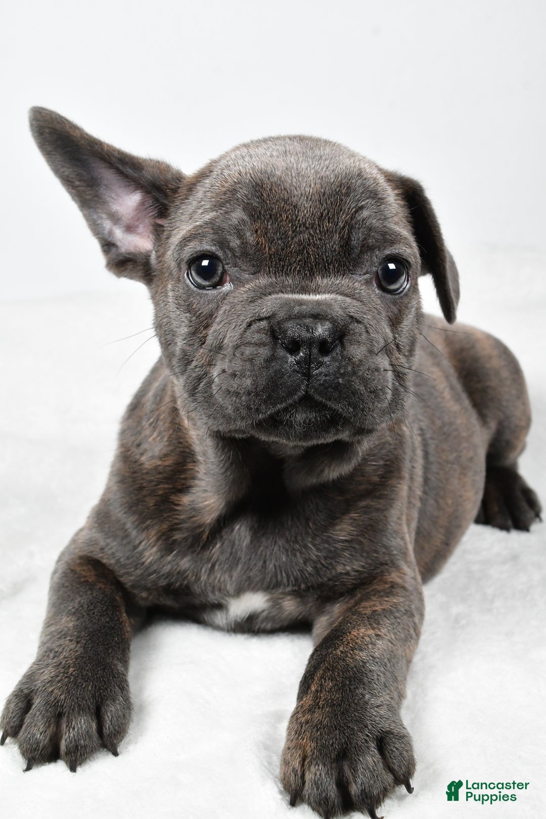 Mixed Breed dogs for sale: Rambo - Ad 5