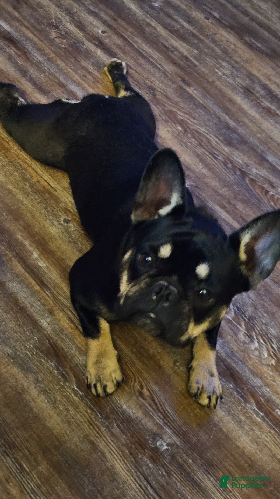 French Bulldog dogs for sale: French Bulldog Puppy 2 - Ad 9
