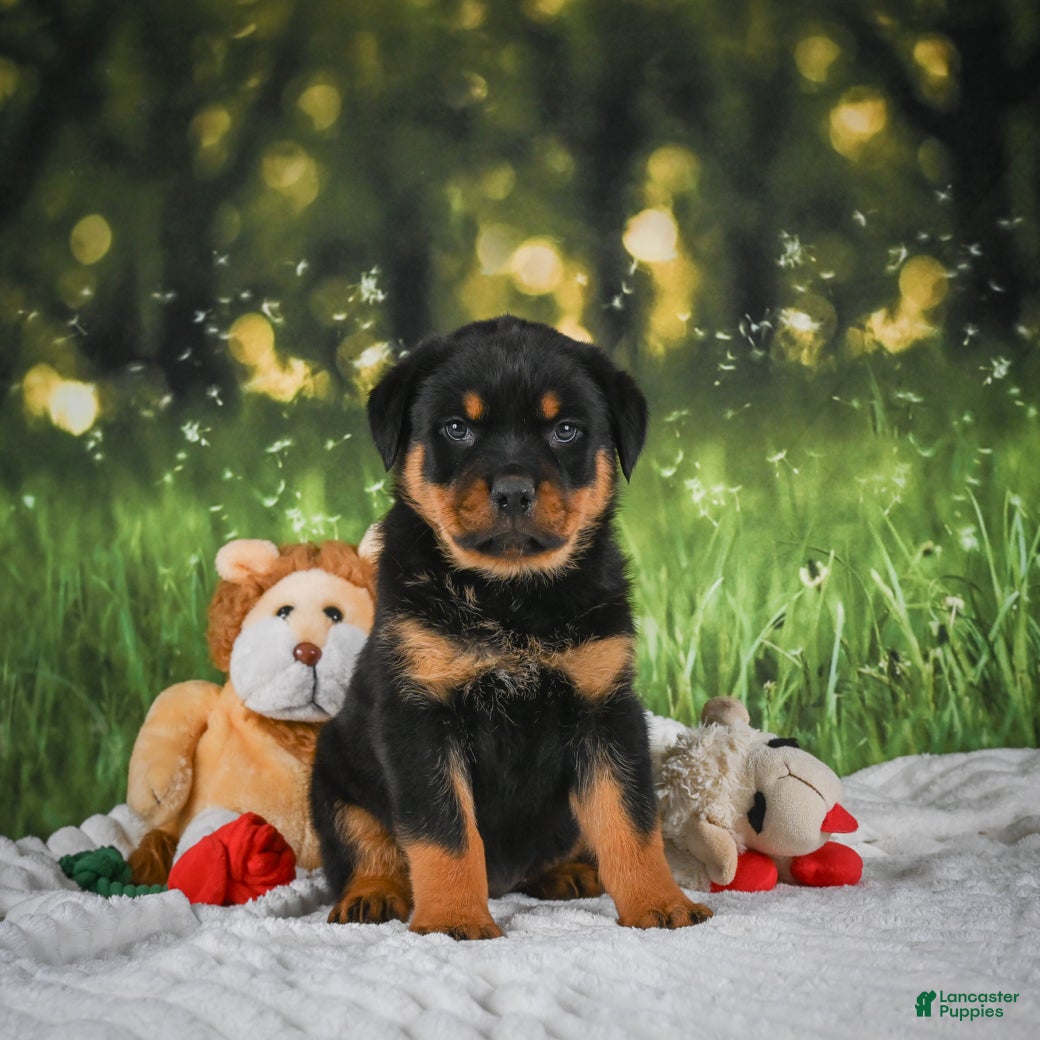 Rottweiler dogs Kenzie - Ad 1