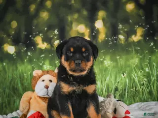 Rottweiler dogs for sale: Kenzie - Ad 3
