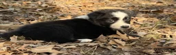 Border Collie dogs for sale: Wisp - Ad 3