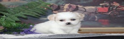 Shih Tzu dogs for sale: Pippin - Ad 3