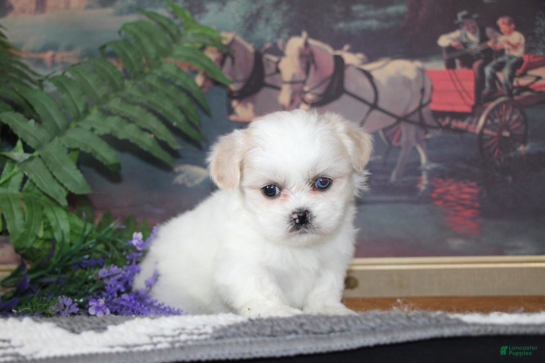 Shih Tzu dogs for sale: Pippin - Ad 3