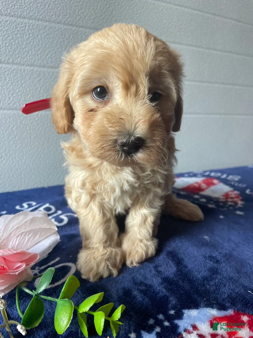 Havapoo dogs for sale: Barney - Ad 2