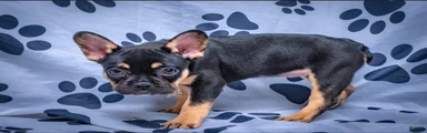 Roxy