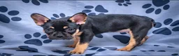 French Bulldog dogs for sale: Roxy - Ad 1
