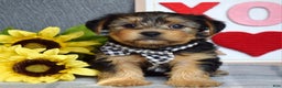 Yorkshire Terrier dogs for sale: Hank  - Ad 4