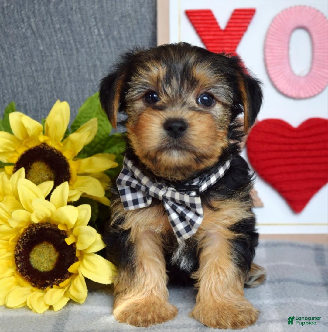 Yorkshire Terrier dogs for sale: Hank  - Ad 4