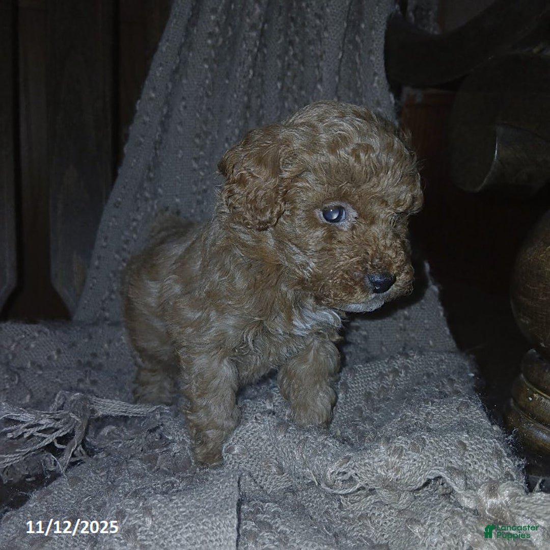Toy Poodle dogs for sale: Teddy - Ad 4