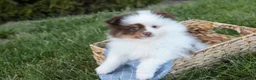 Pomeranian dogs for sale: Kibbles Pomeranian  - Ad 11