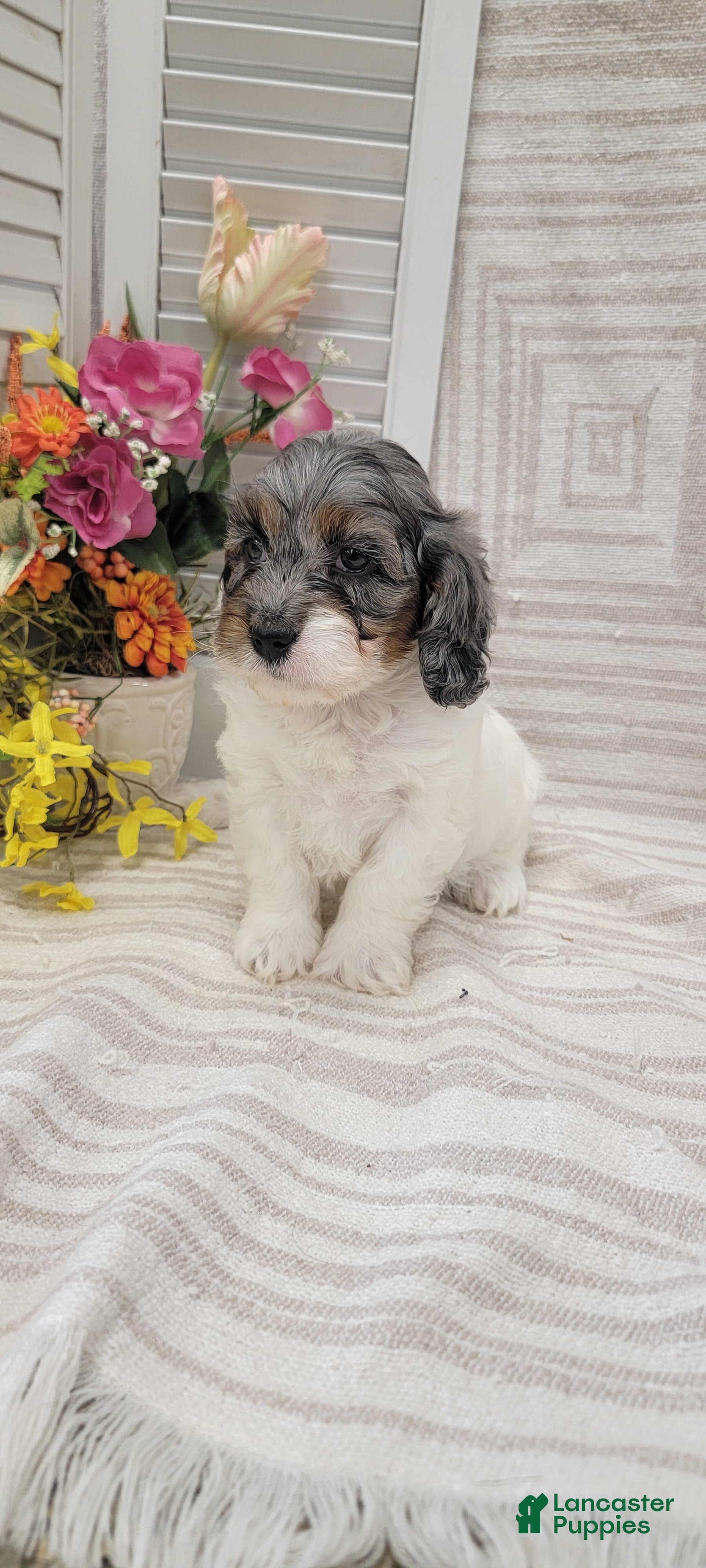 Cockapoo dogs Sandy - Ad 2