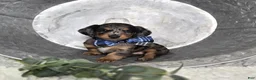 Miniature Dachshund dogs for sale: King - Ad 3