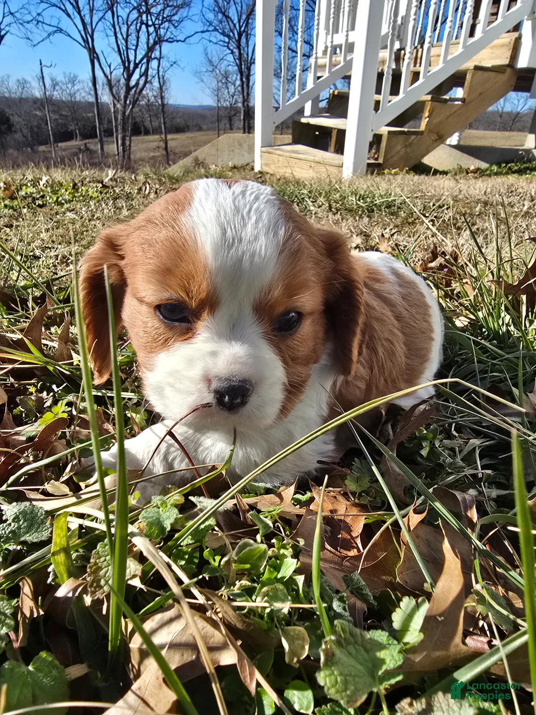 Cavalier King Charles Spaniel dogs for sale: Dakota - Ad 19