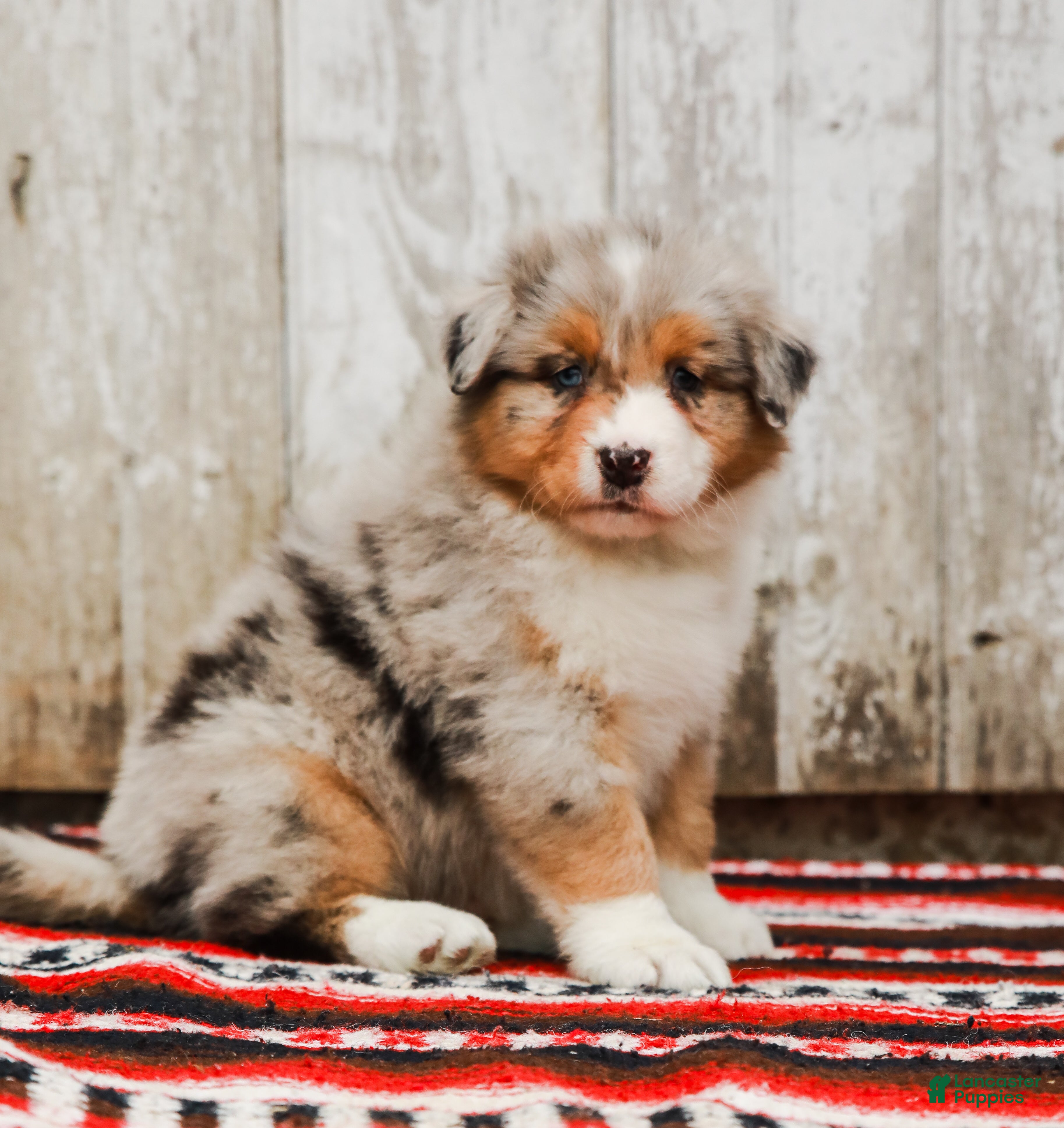 Australian Shepherd dogs Bingo - Ad 1