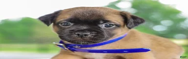 Zachary Jug Puppy