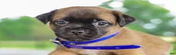 Jug dogs for sale: Zachary Jug Puppy - Ad 1