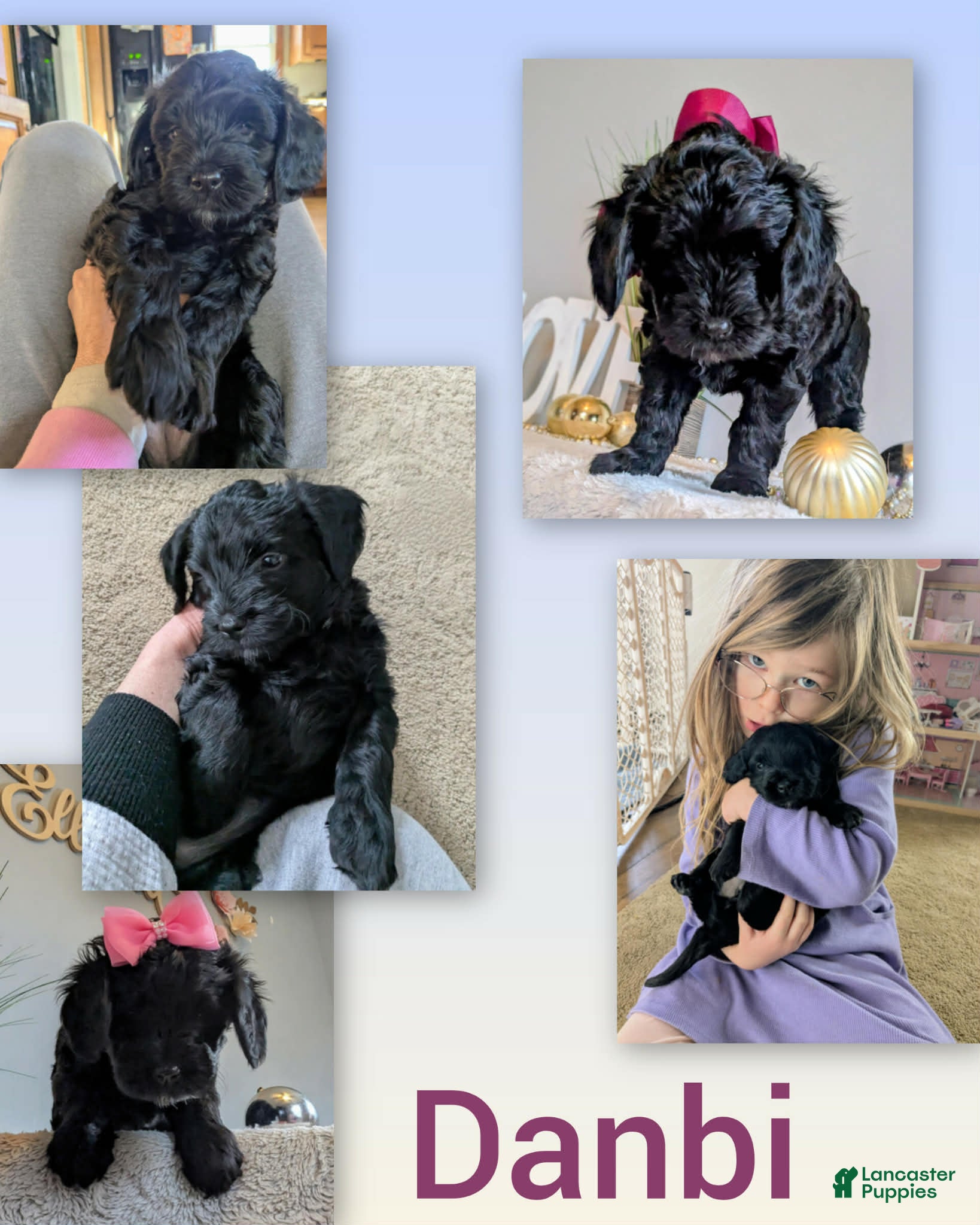 Goldendoodle dogs Golden Mountain Doodle Puppy 3 - Ad 29