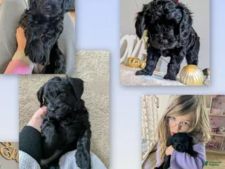 Goldendoodle dogs Golden Mountain Doodle Puppy 3 - Ad 13