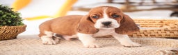 Basset Hound dogs for sale: Arturo - Ad 7