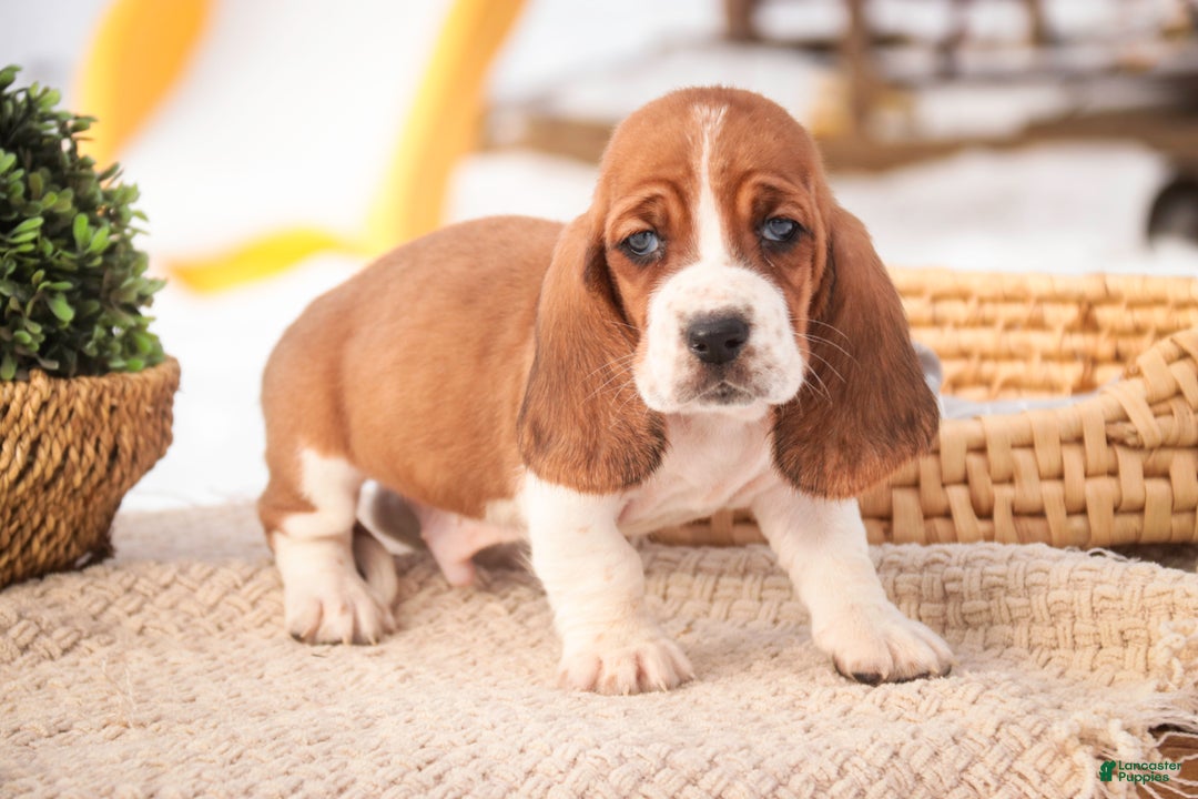 Basset Hound dogs for sale: Arturo - Ad 7